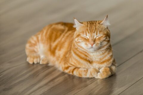 Picture of How Long Can a Cat Live with Feline Leukemia? Understanding Prognosis ...