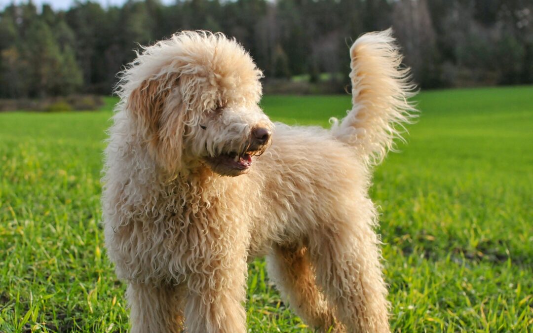 Pet Wellness Care Checklist: Ensuring Your Furry Friend’s Health